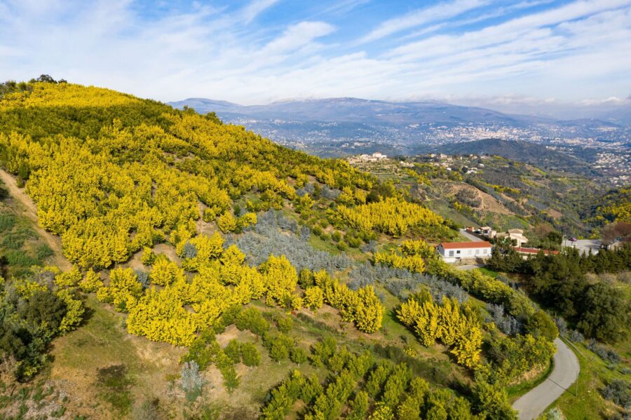 Demi_journee_Mimosafleurdelhiver