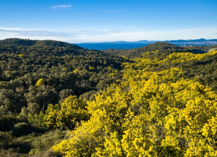 Demi_journee_Mimosafleurdelhiver