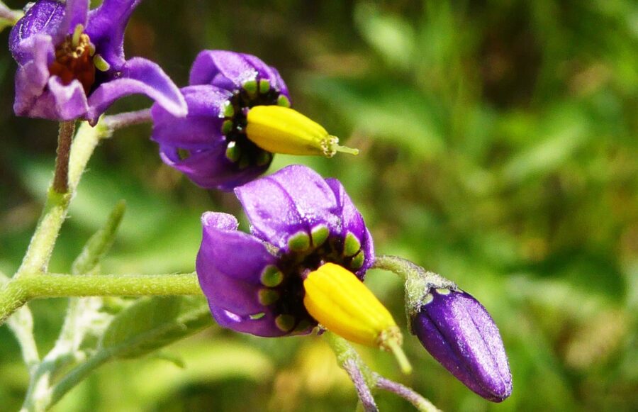 Demi_journee_Decouvertesensorielledesplantesaromatiquesetaparfum