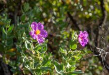 Au pays des plantes aromatiques et à parfum