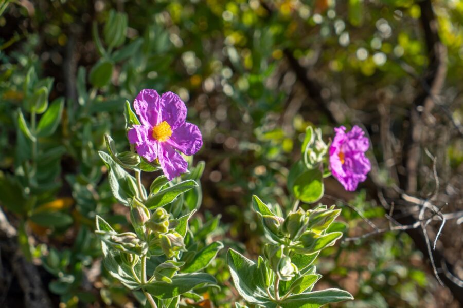 Demi_journee_Decouvertesensorielledesplantesaromatiquesetaparfum