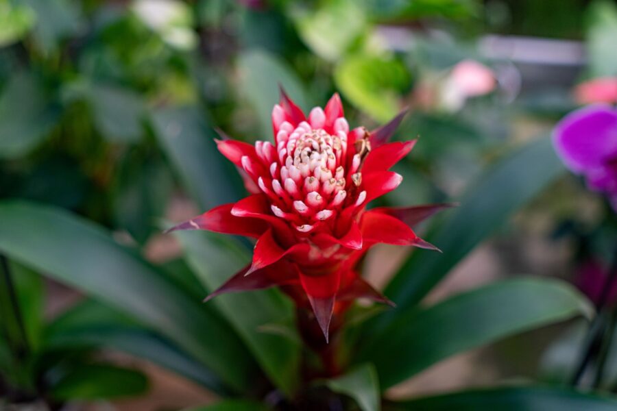 Groupes-Mer-nature-Les_secrets_des_orchidees