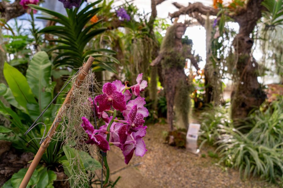 Groupes-Mer-nature-Les_secrets_des_orchidees