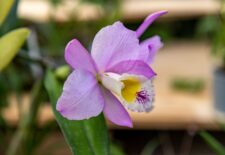 Les secrets des orchidées