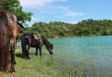 Balade a cheval  » 1/2 journée à la cool »- Les Poun’s en herbe