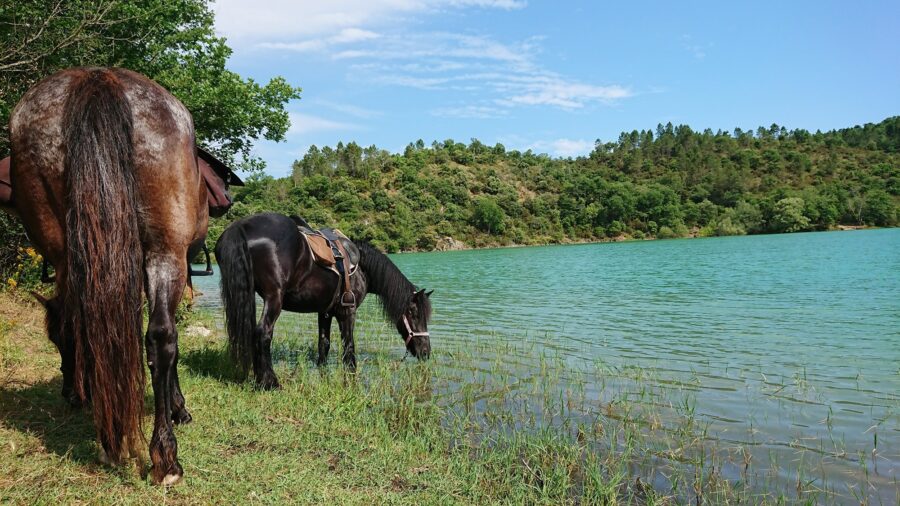 Les Poun’s en herbe