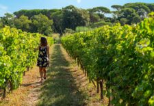 Les secrets des vins de Provence