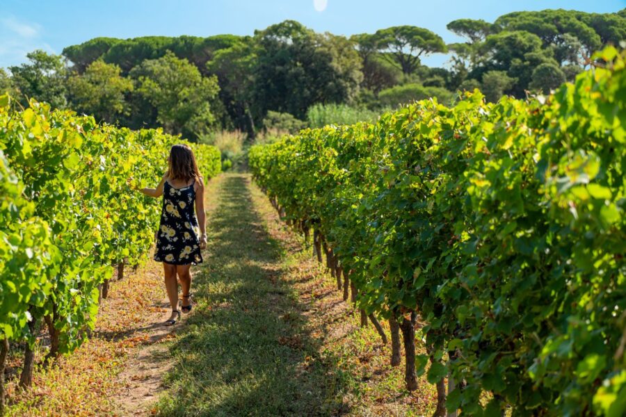 Les secrets des vins de Provence