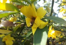 Nos amies les abeilles