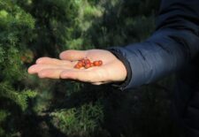 Les saveurs sauvages du maquis