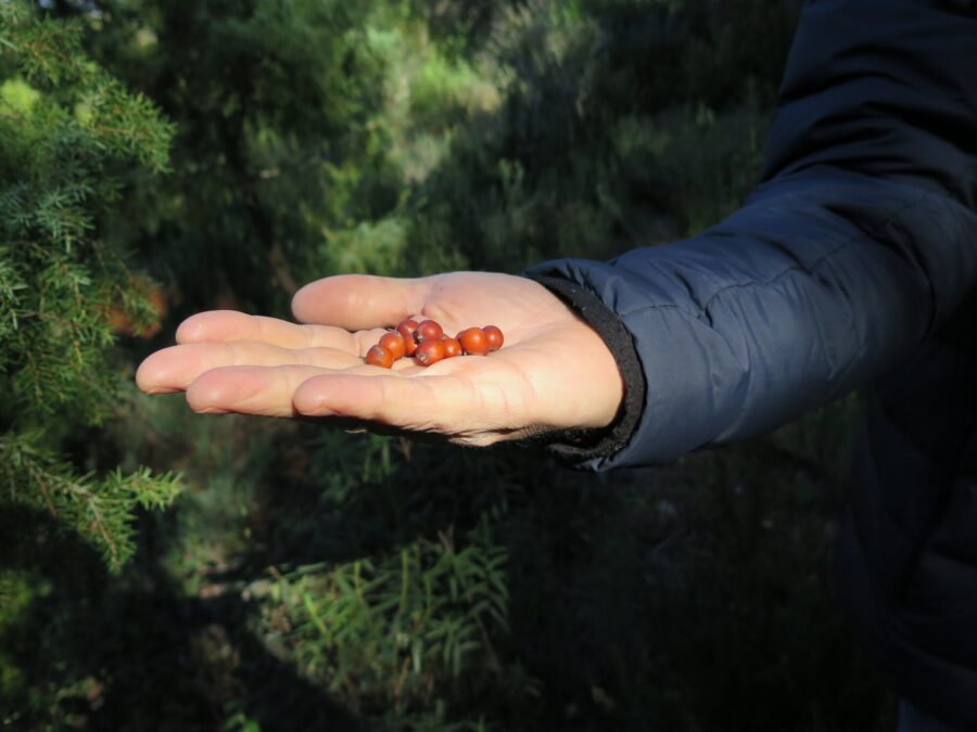 Les saveurs sauvages du maquis