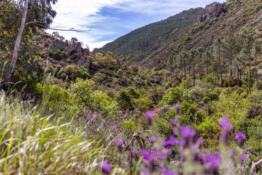 Les saveurs sauvages du maquis