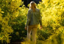 Mimosa, fleur de l&rsquo;hiver