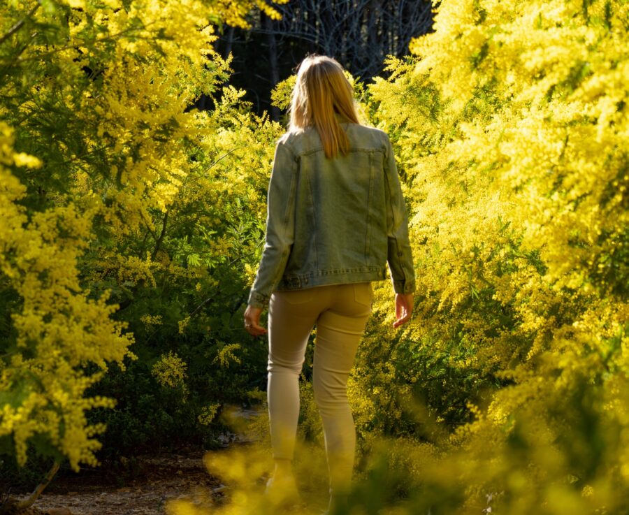 Mimosa, fleur de l&rsquo;hiver