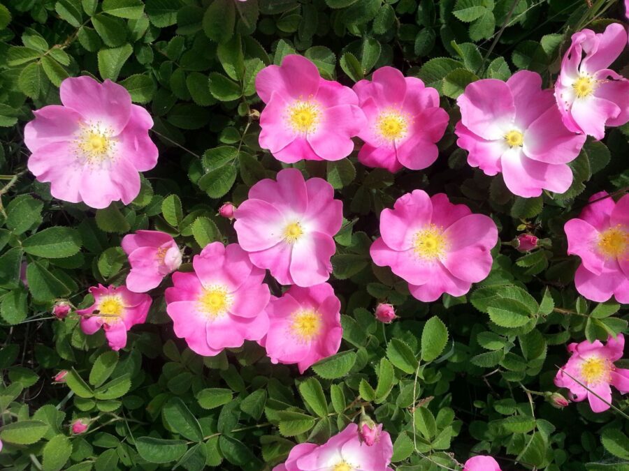 Promenade nature au Parc Aurélien