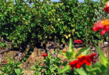 Camping la Grande Pièce