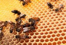 Atelier à la découverte du monde des abeilles