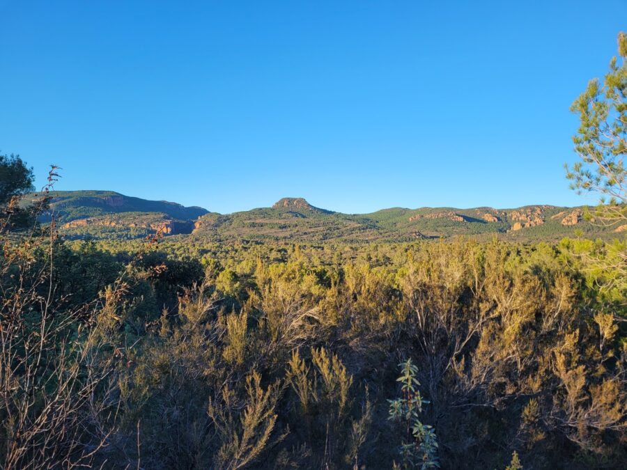 Les vignes à la bouverie