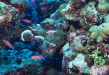 Plongée d’exploration