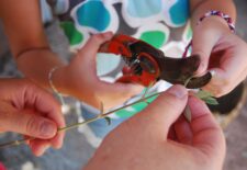 Atelier bouturage d’olivier